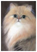 Jeune chat �caille - Gouache sur soie - Fontanges